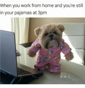 When you work from home and you're still in your pajamas at 3 p.m. Picture of dog in pajamas